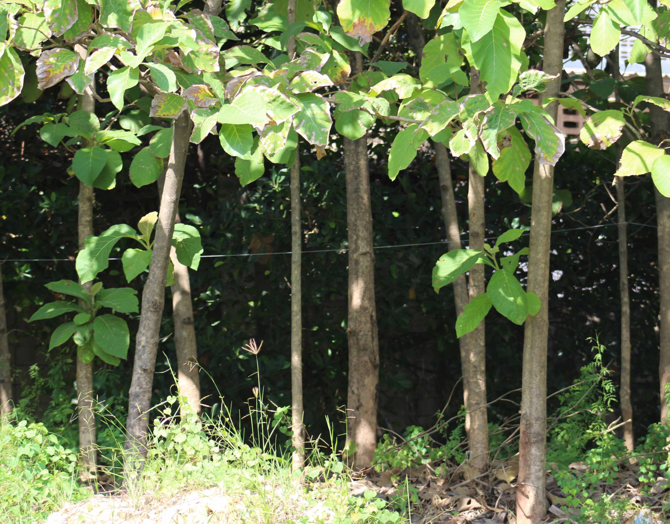 young teak trees